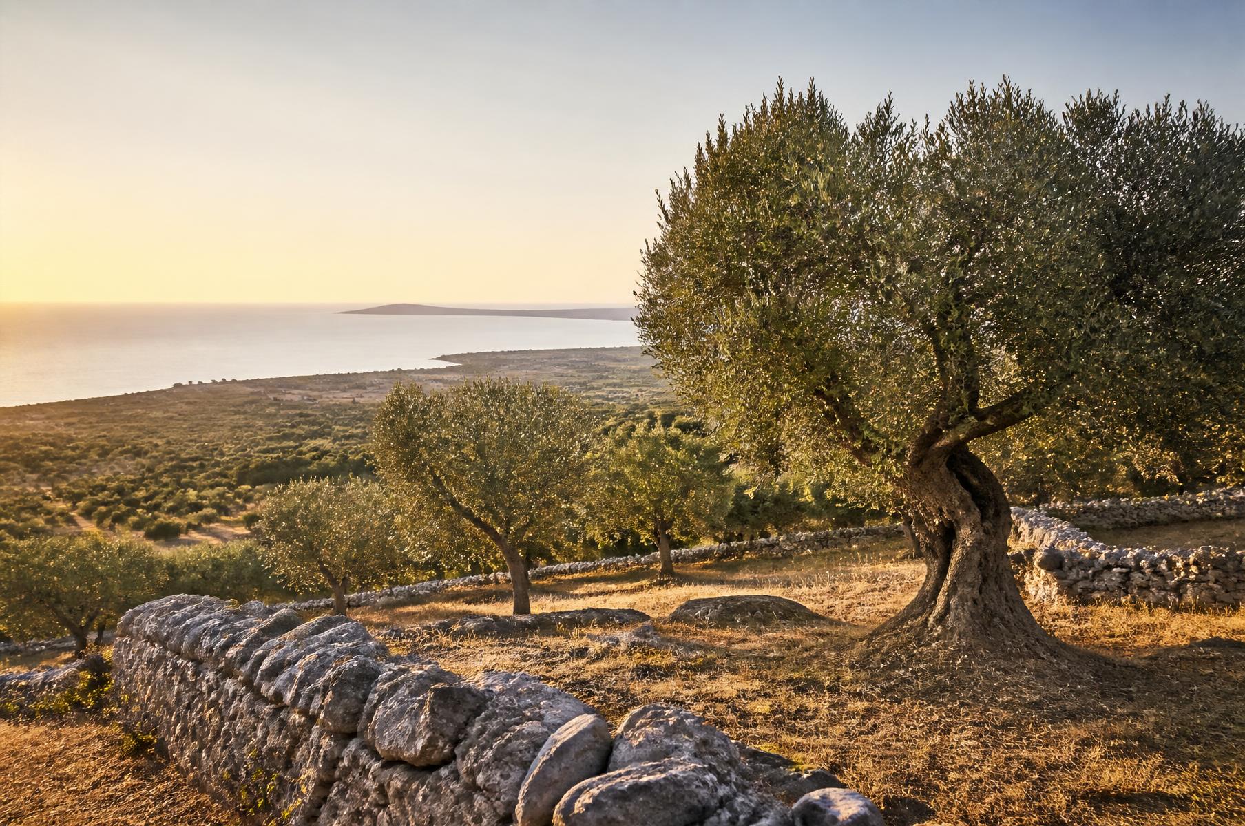 Italian olive grove at sunset